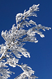 icetree